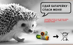 ёж